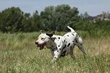 DALMATIEN 345